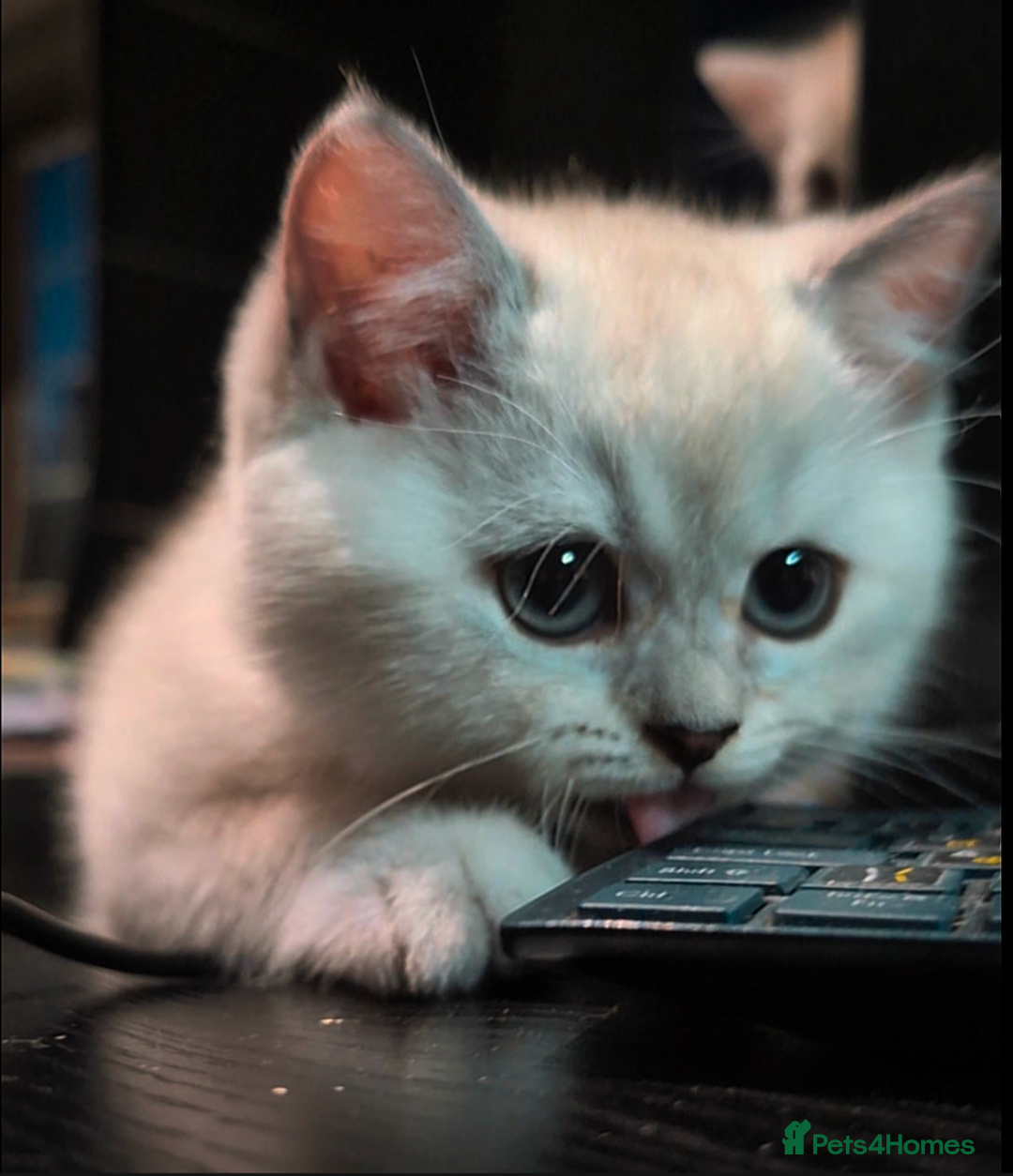 British Shorthair cats for sale: 💙❤️COLORPOINT 🐾BSH 🏆GCCF & TICA reg - Image 16