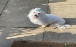 Maltese dogs for stud: Well proven, Kc registered Maltese for stud. in Northampton - Image 7