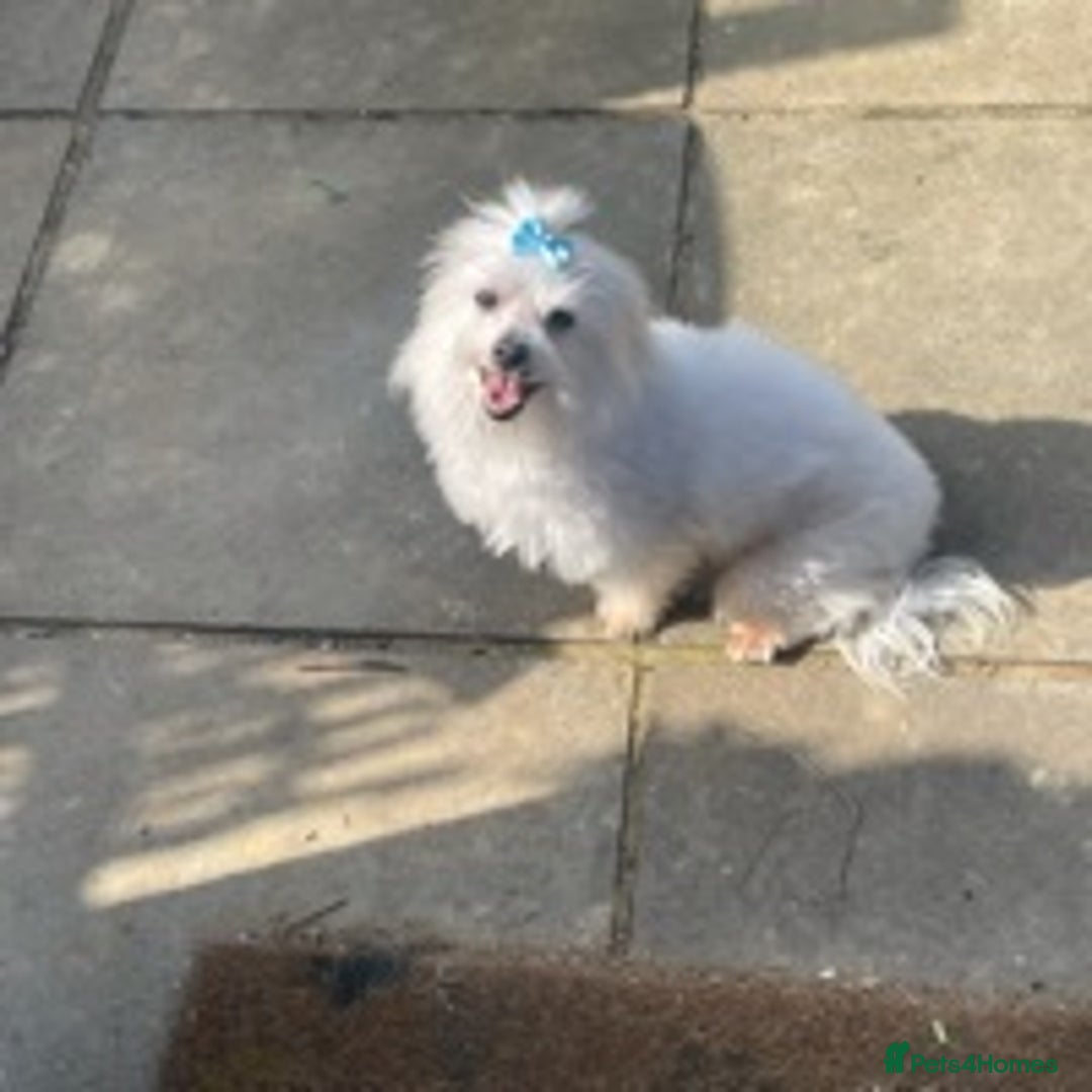 Maltese dogs for stud: Well proven, Kc registered Maltese for stud. in Northampton - Image 7