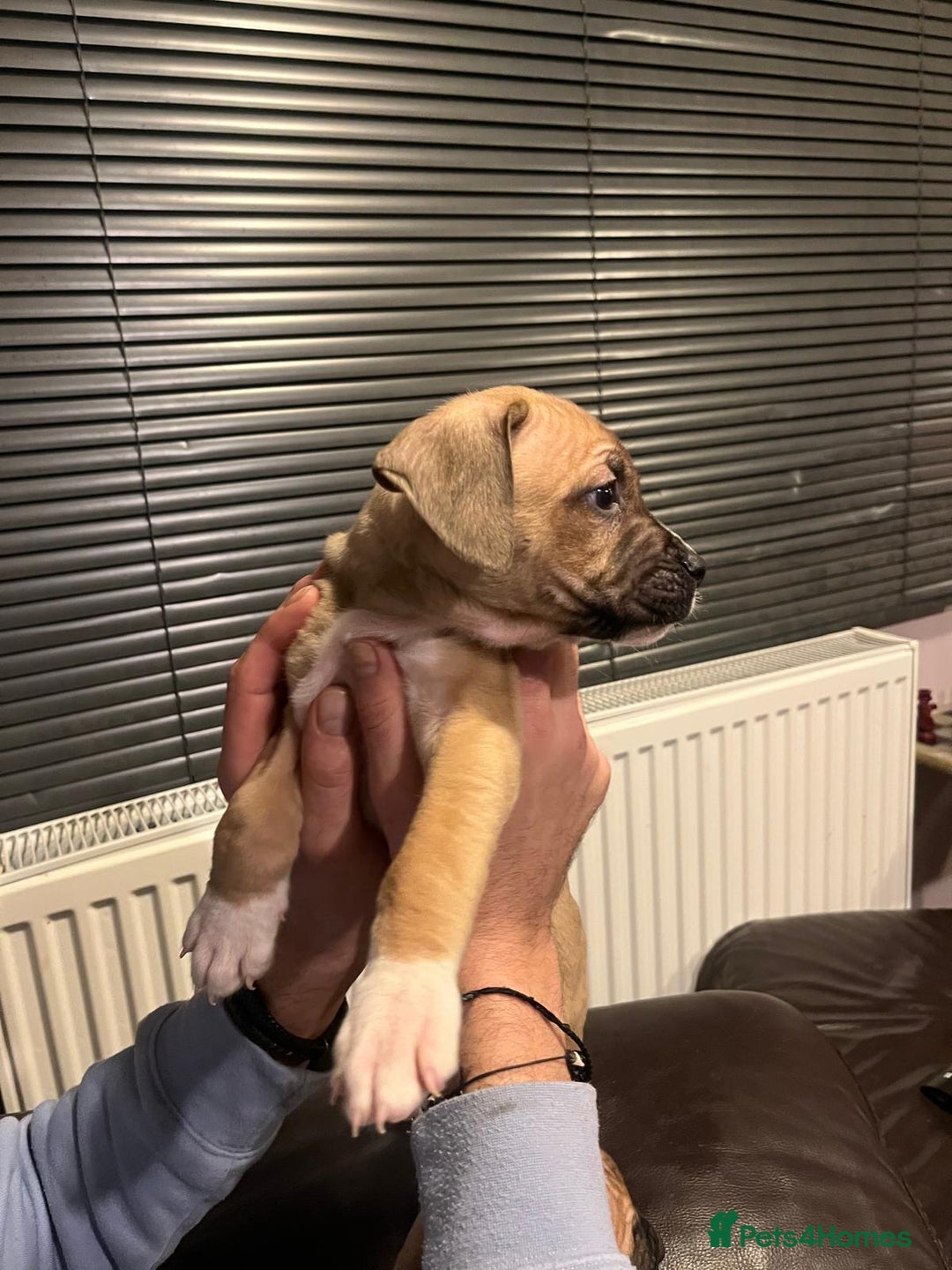 Mixed Breed dogs for sale: Boxer/Staff/Cane Corso Puppies for Sale - Advert 11