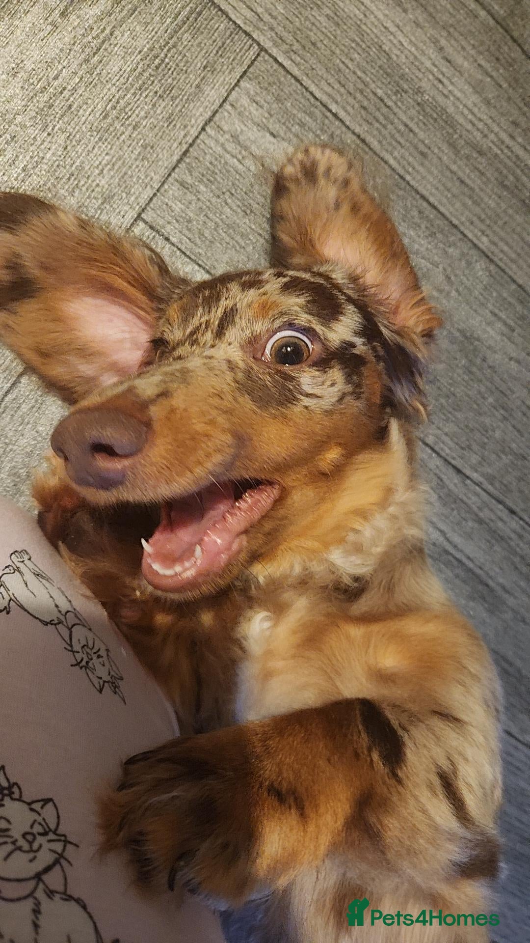 Dachshund dogs Dapple 5 month old puppy dachund.  - Advert 1