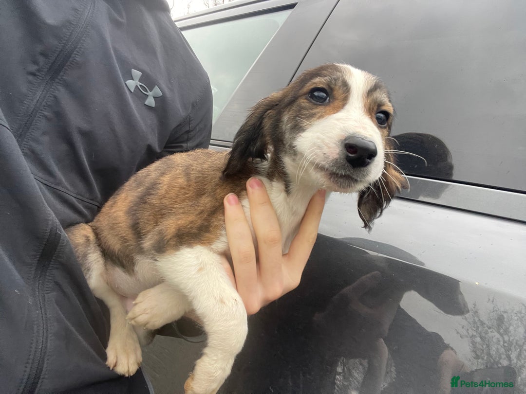 Mixed Breed dogs for sale: Pure saluki-greyhound puppies  - Advert 7