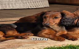 Dachshund dogs for sale: Red long-haired standard dachshund puppies - Image 23
