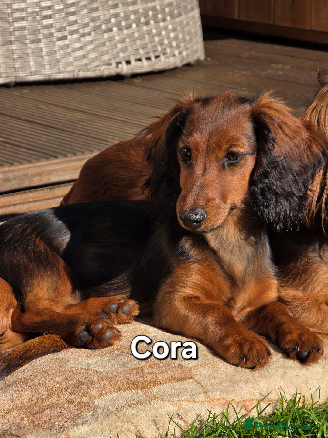 Dachshund dogs for sale: Red long-haired standard dachshund puppies - Image 23