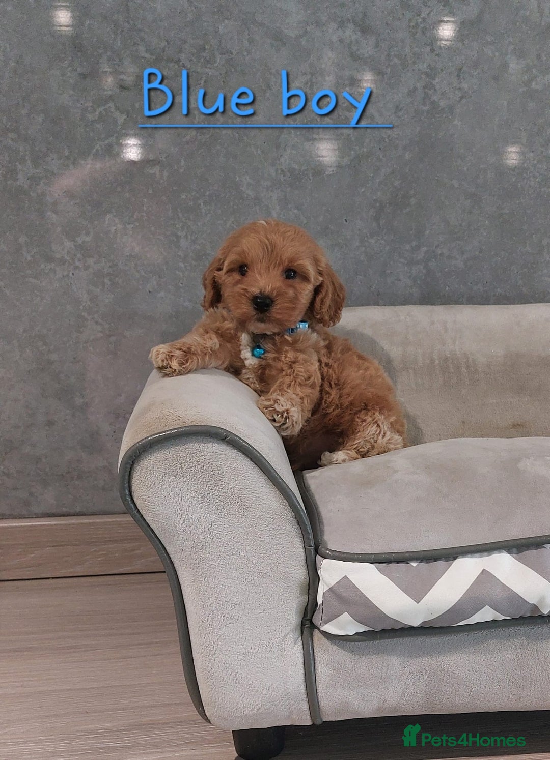 Cavachon dogs for sale: Beautiful Cavapoochon puppies 🥰 - Image 12