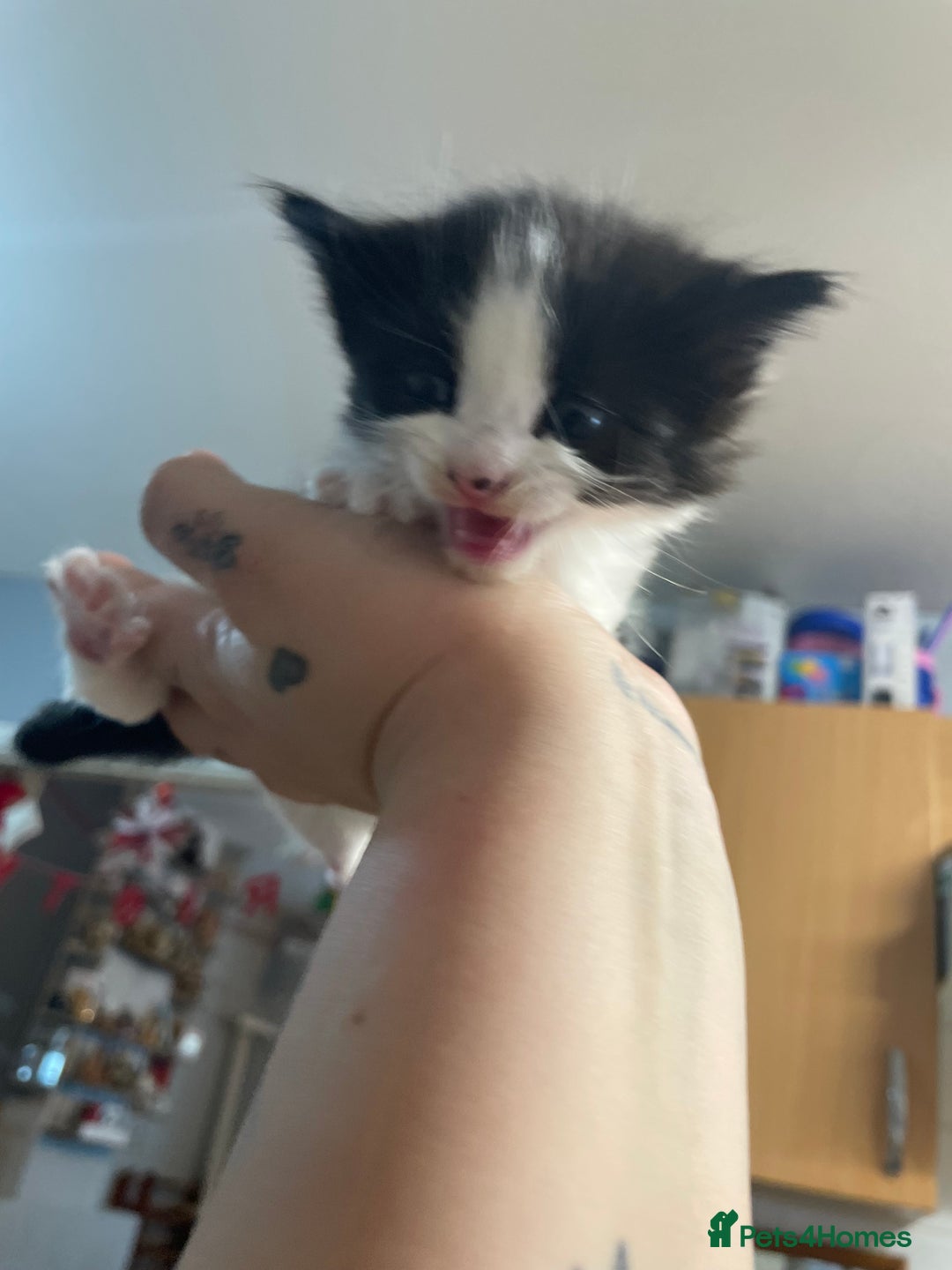 Mixed Breed cats for sale: Beautiful female kittens - Advert 6