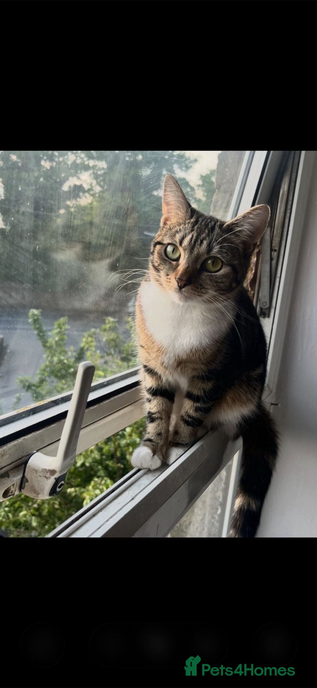 Mixed Breed cats for sale: Female tabby X American shorthair  - Advert 1