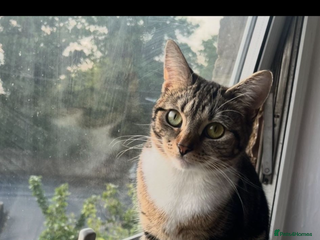 Mixed Breed cats Female tabby X American shorthair - Advert 1