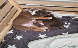 Mixed Breed dogs for sale: 3 Old English bulldog boys £1500  - Image 1