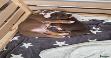 Mixed Breed dogs - Advert 6