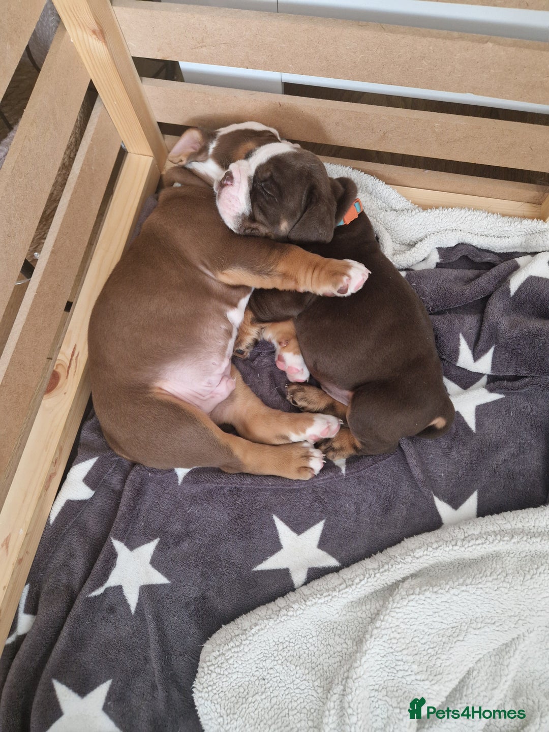 Mixed Breed dogs for sale: 3 Old English bulldog boys £1500  - Image 1