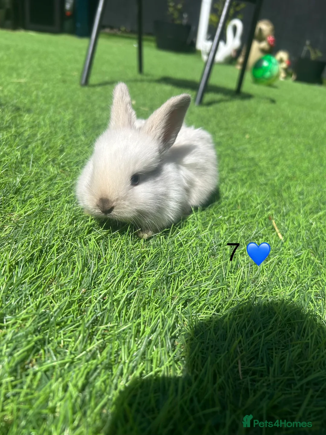 Mini Lop rabbits for sale: 7 pure mini lop babys  - Advert 7