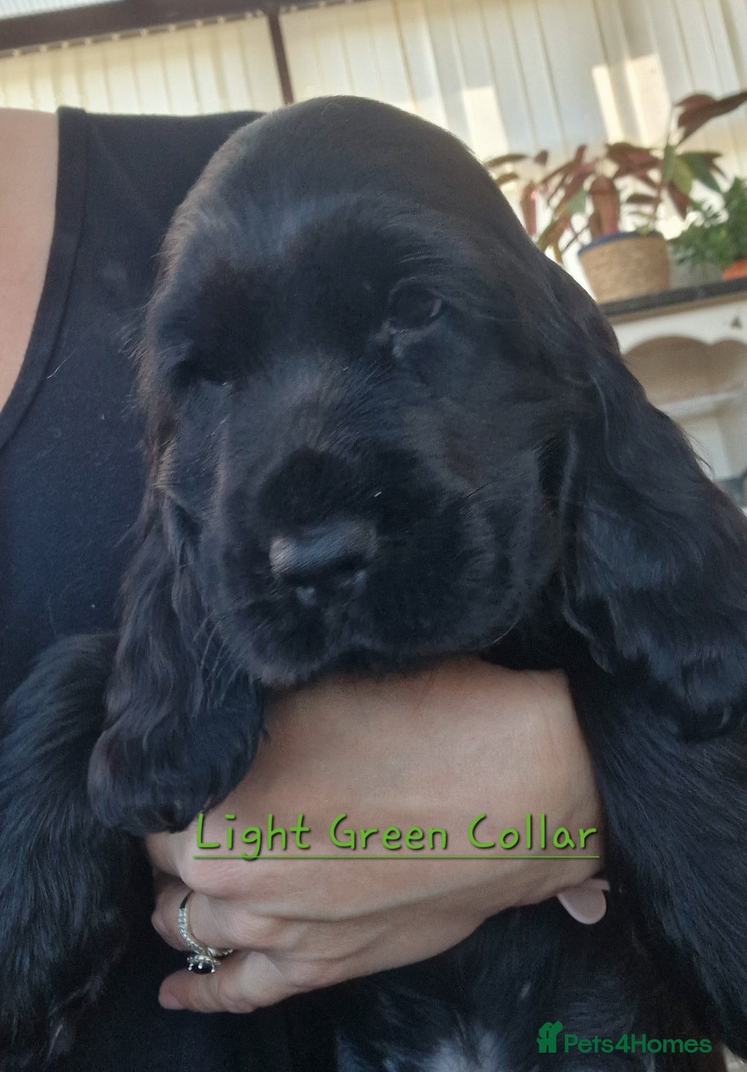 Cocker Spaniel dogs for sale: Pedigree English Show Cocker Spaniel Puppies - Image 3