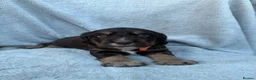 Cocker Spaniel dogs for sale: Beautiful spaniels  - Advert 3
