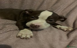 American Bully dogs for sale: perfect puppys - Image 6