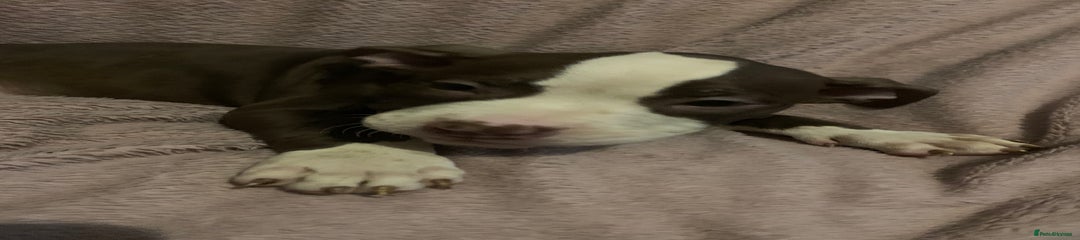 American Bully Puppy 1