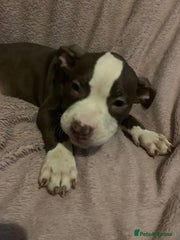 American Bully Puppy 1