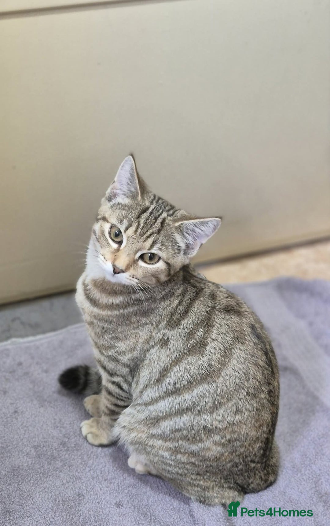 Domestic Shorthair cats for sale: Sonic and buffy  - Advert 2