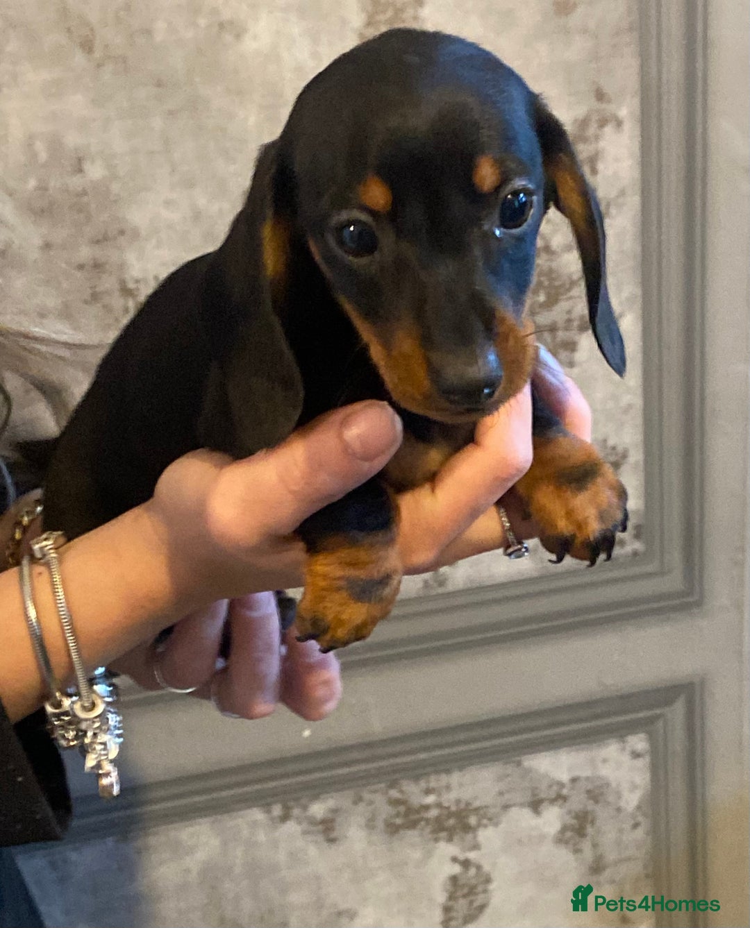 Dachshund dogs for sale: Three dachshund’s ready to go now!!! - Advert 8