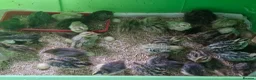Quail poultry for sale: Jumbo Quail Chicks - Advert 12