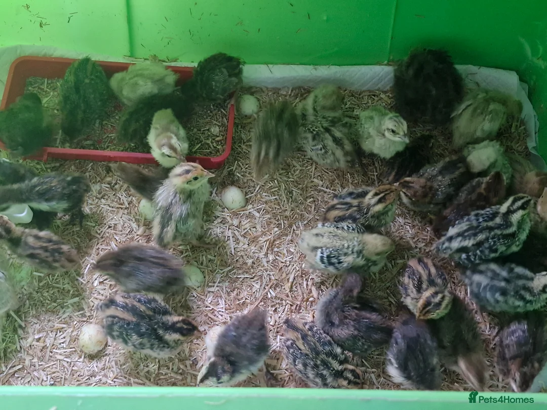 Quail poultry for sale: Jumbo Quail Chicks - Advert 12
