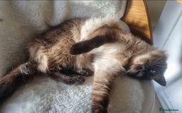 Ragdoll cats for sale: Chocolate Point Ragdoll male - Advert 6