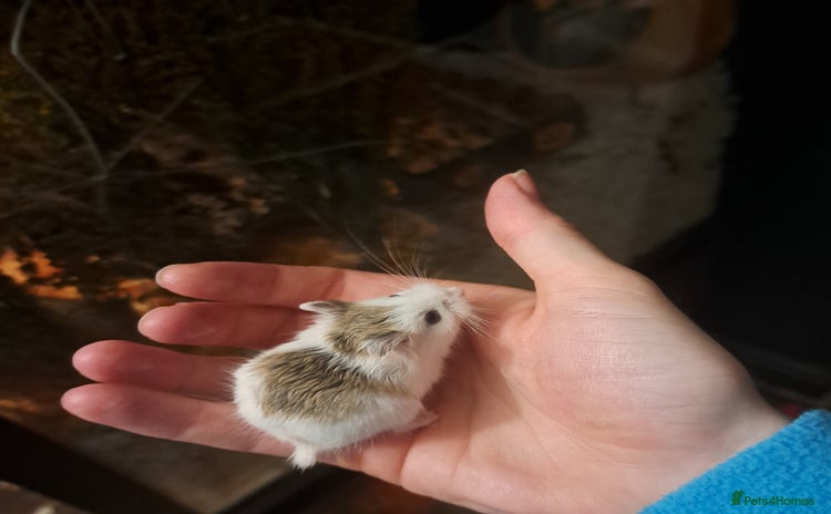 Hamster rodents - Advert 1