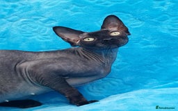 Sphynx cats for sale: Rebeka - Image 6