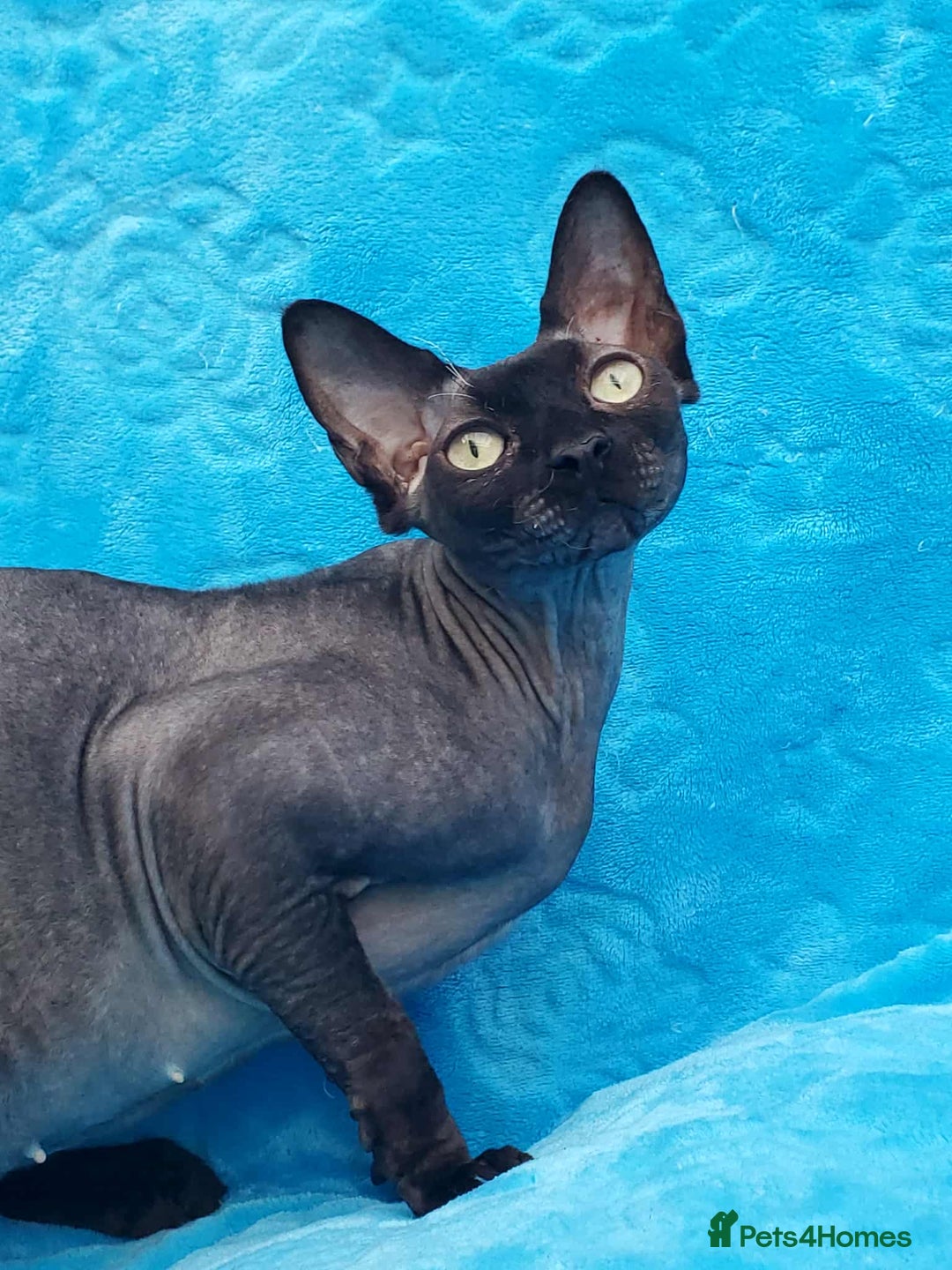 Sphynx cats for sale: Rebeka - Image 6