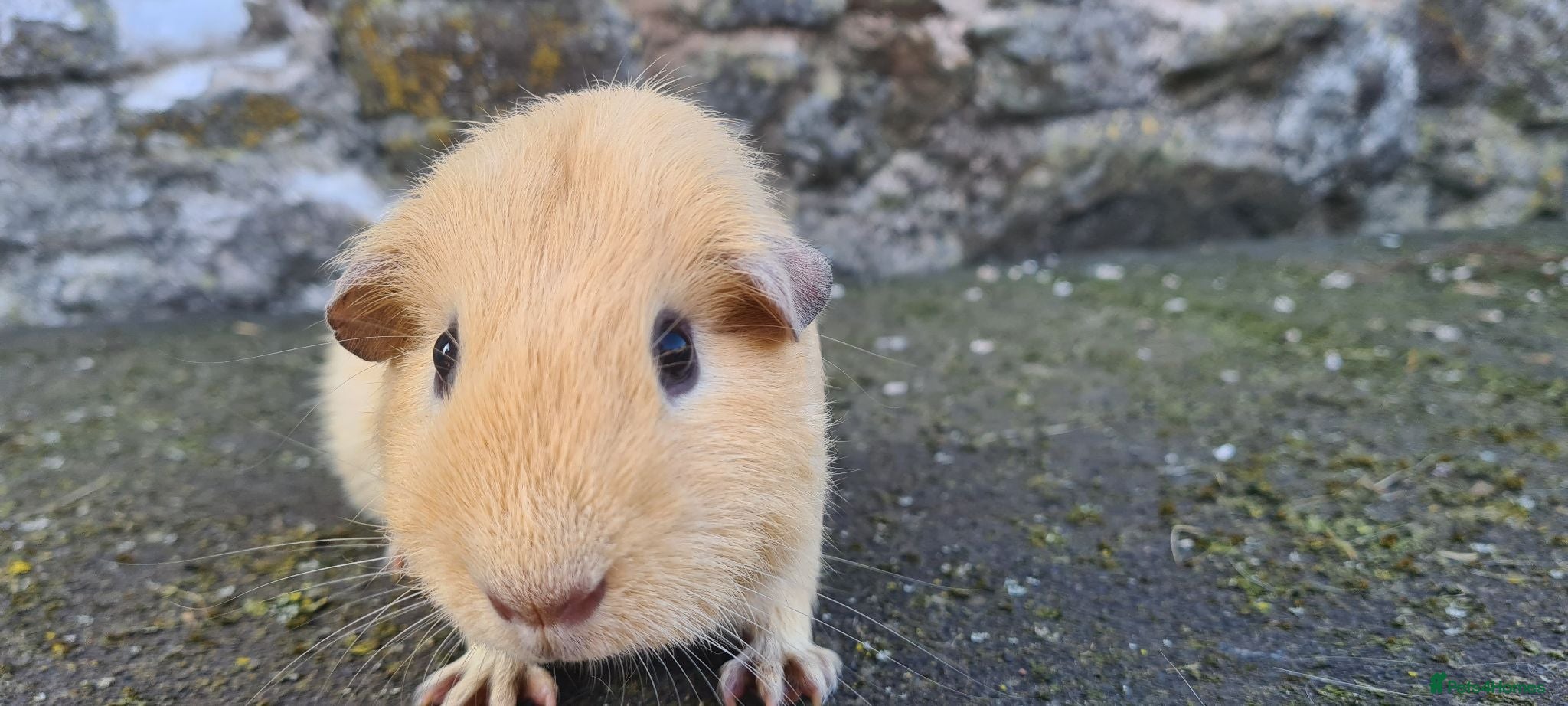 Guinea Pig rodents Male guinea pig - Advert 1