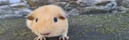 Guinea Pig rodents for sale: Male guinea pig - Advert 1