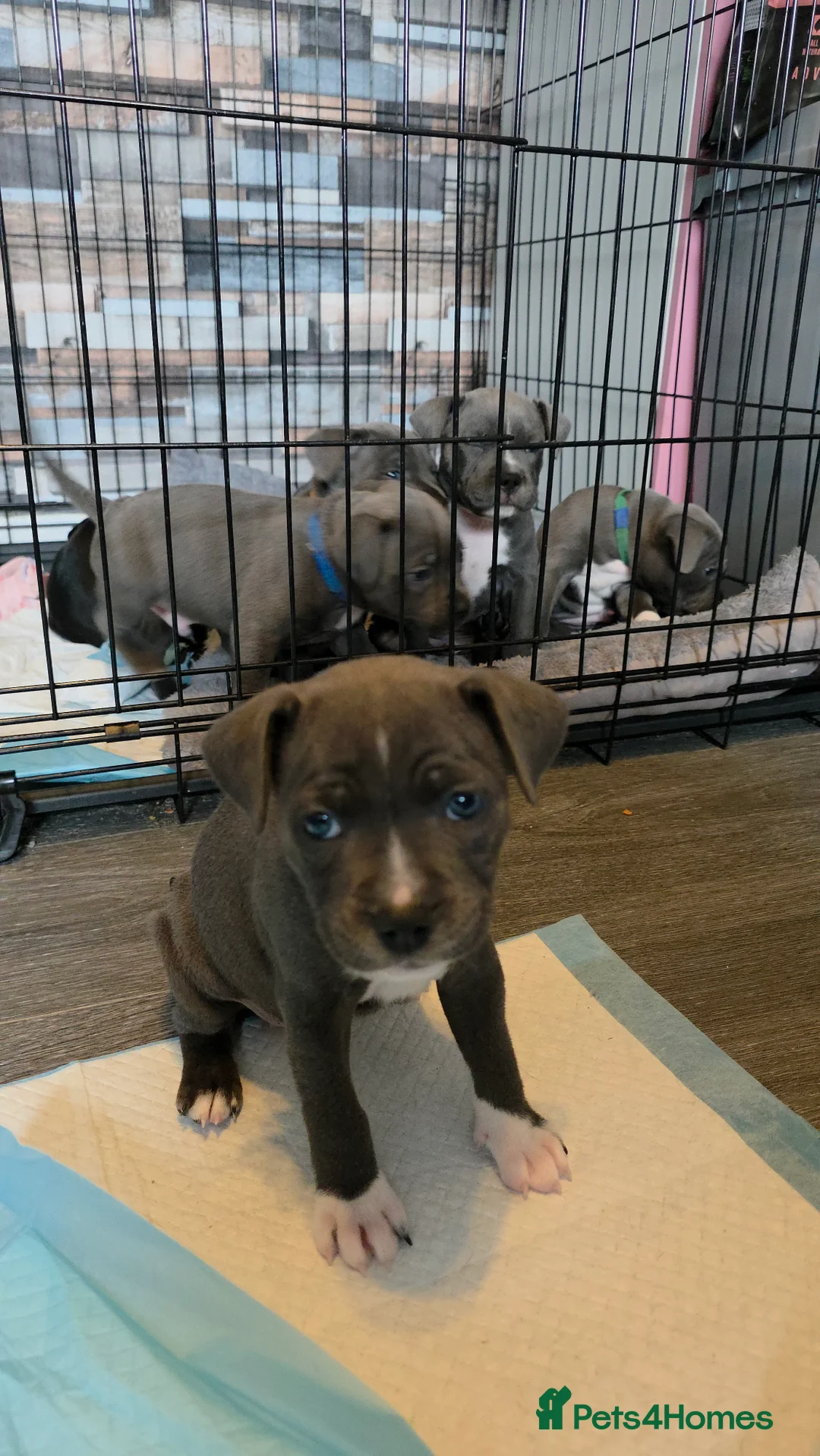 Staffordshire Bull Terrier dogs for sale: Staffordshire bull terrier blues  - Advert 26