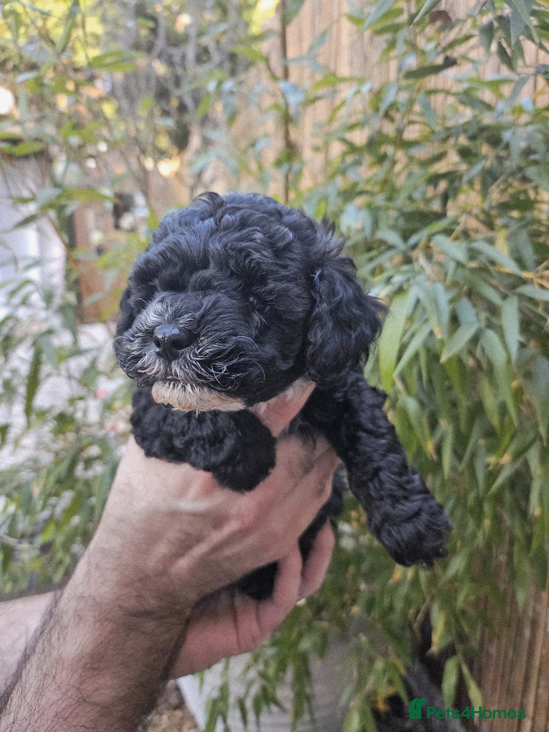 Shihpoo dogs for sale: 🌟 Adorable Shihpoo Puppies 🌟 - Image 2