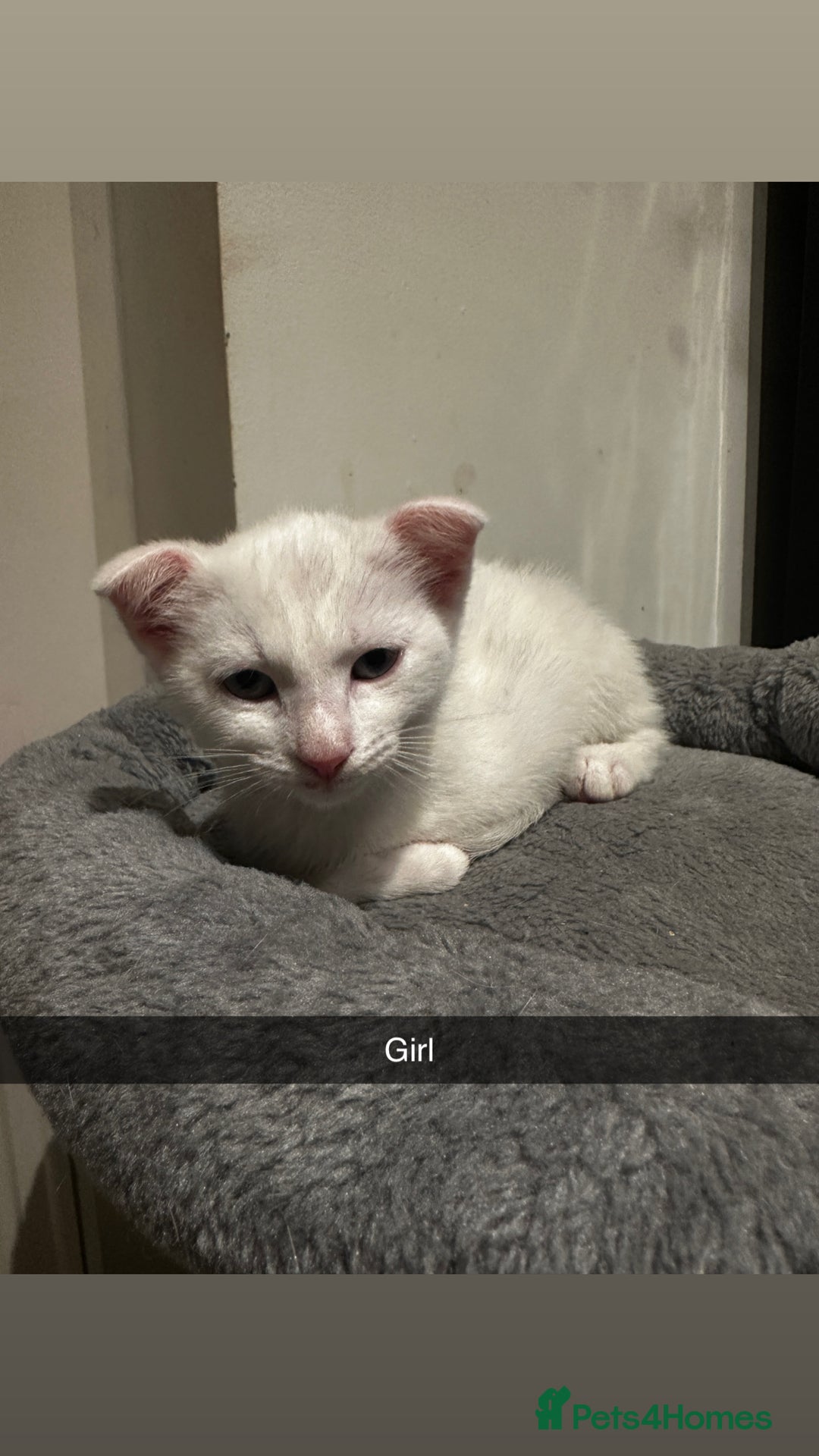 Mixed Breed cats for sale: Scottish Fold Mix with Domestic Shorthair (calico) - Image 7