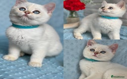 British Shorthair cats for sale: British sh golden kittens NY 12 GCCF  - Image 4