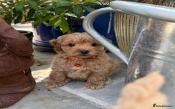 Cavapoo dogs for sale: Extensively Health Tested Apricot Cavapoo pups - Image 17
