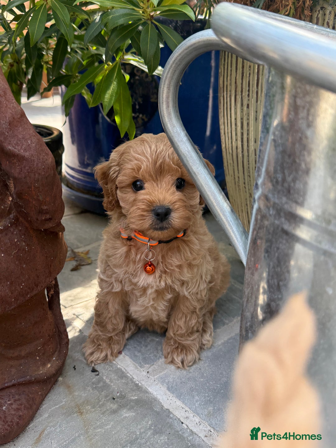 Cavapoo dogs for sale: Extensively Health Tested Apricot Cavapoo pups - Image 17