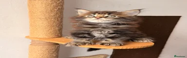 Maine Coon 2