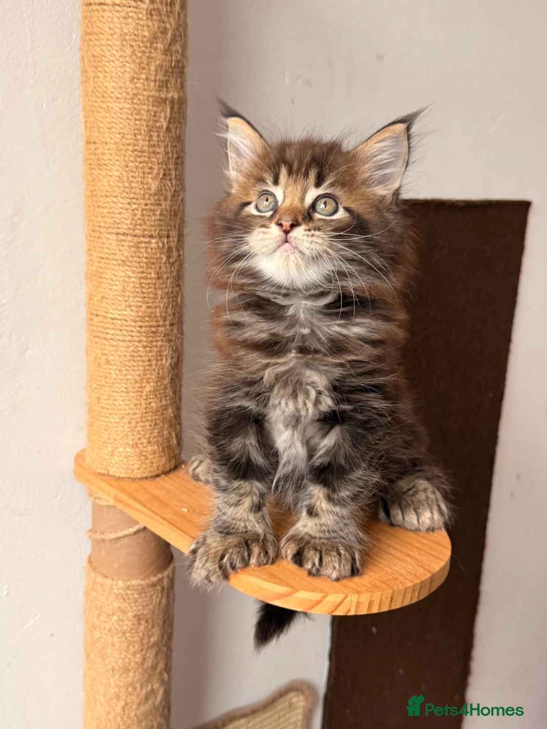 Maine Coon cats for sale: 🐾 FIVE MAINE COON (TWO POLYDACTYL)  - Advert 2