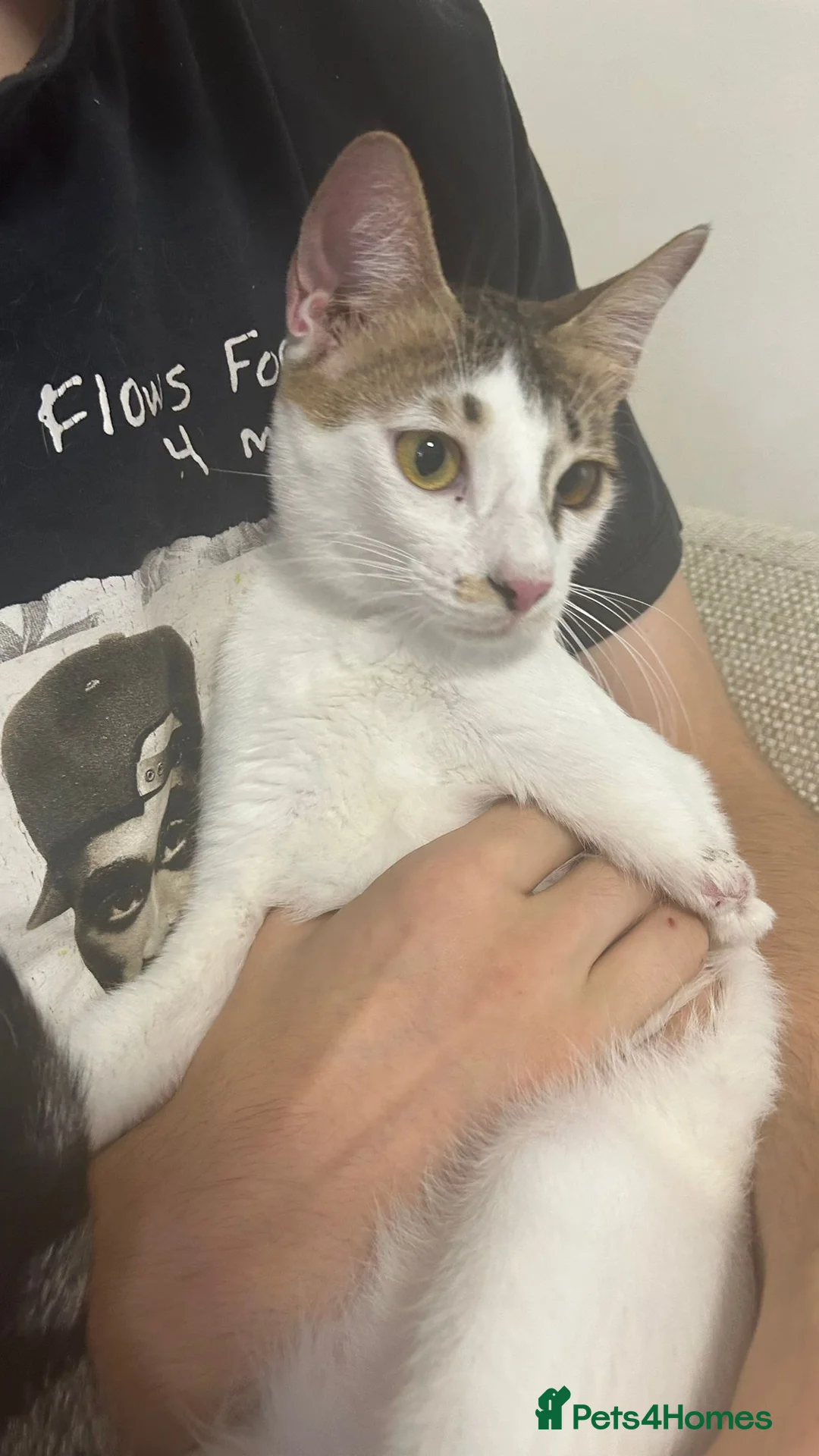 Mixed Breed cats for adoption: ANAKIN HAPPY FRIEND WITH DOG - NeuteredCuddly Calm - Advert 9