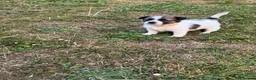 Jack Russell dogs for sale: Jack Russell puppies  in Ruthin - Advert 7