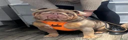 English Bulldog dogs for sale: English bulldog male  - Advert 6