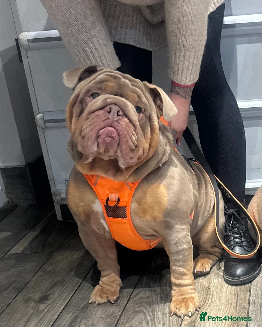 English Bulldog dogs for sale: English bulldog male  - Advert 6