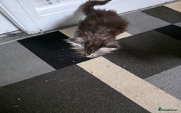 Maine Coon cats for sale: STUNNING MAINE COON KITTENS  - Image 6