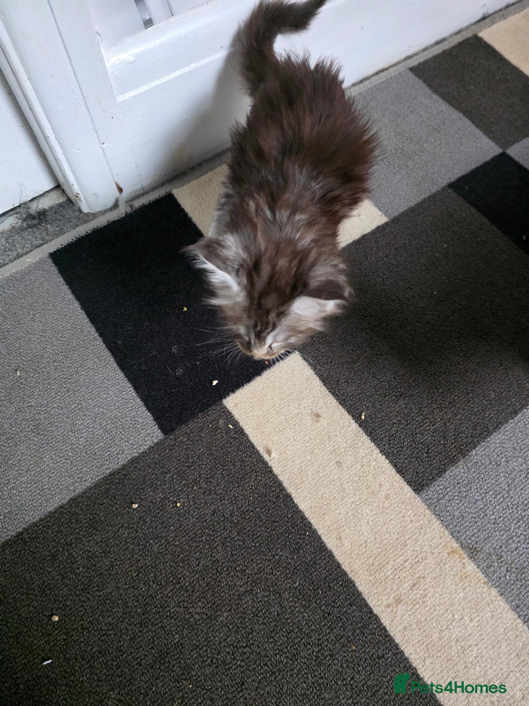 Maine Coon cats for sale: STUNNING MAINE COON KITTENS  - Image 6