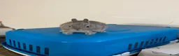 Netherland Dwarf rabbits for sale: Beautiful Netherland Dwarf babies  - Advert 2