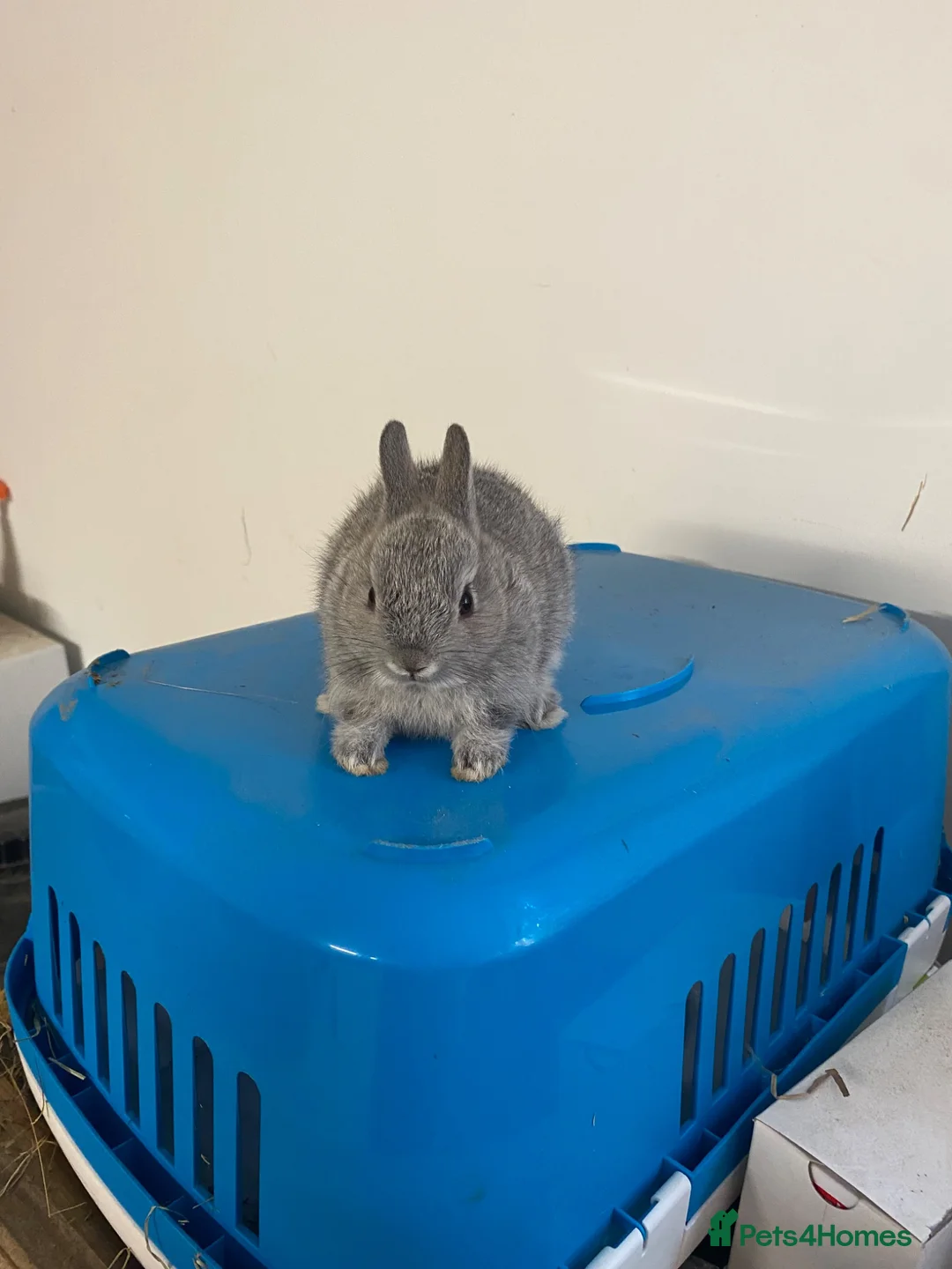 Netherland Dwarf rabbits for sale: Beautiful Netherland Dwarf babies  - Advert 2