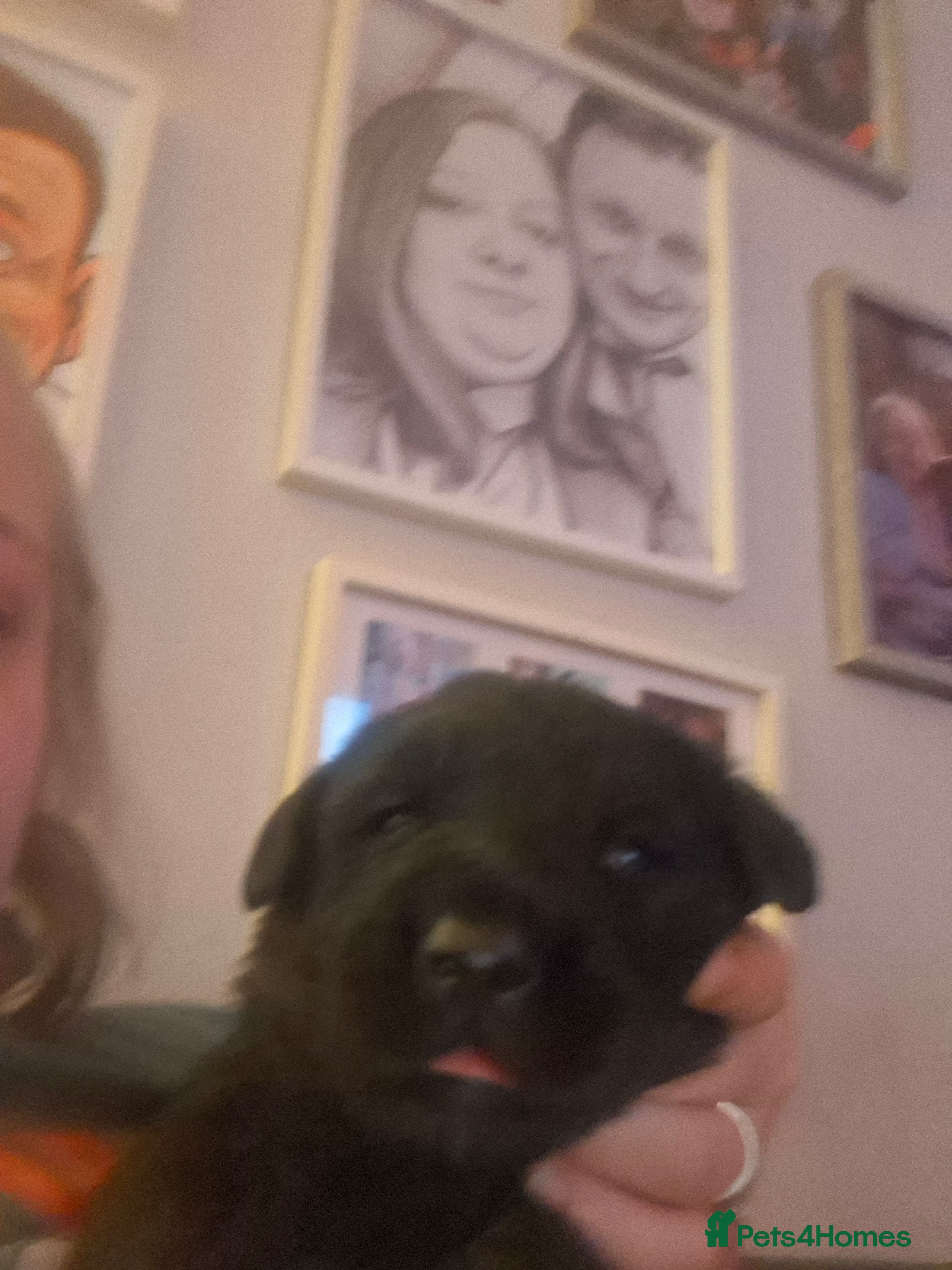 Mixed Breed dogs 1 GIRL LEFTGorgeous f1 border retreiver pups  - Advert 1