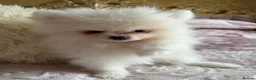 Pomeranian dogs for sale: 🐾 Gorgeous White Pomeranian Puppies - Advert 6