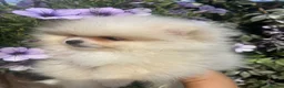 Pomeranian dogs for sale: pomarain pups - Advert 7